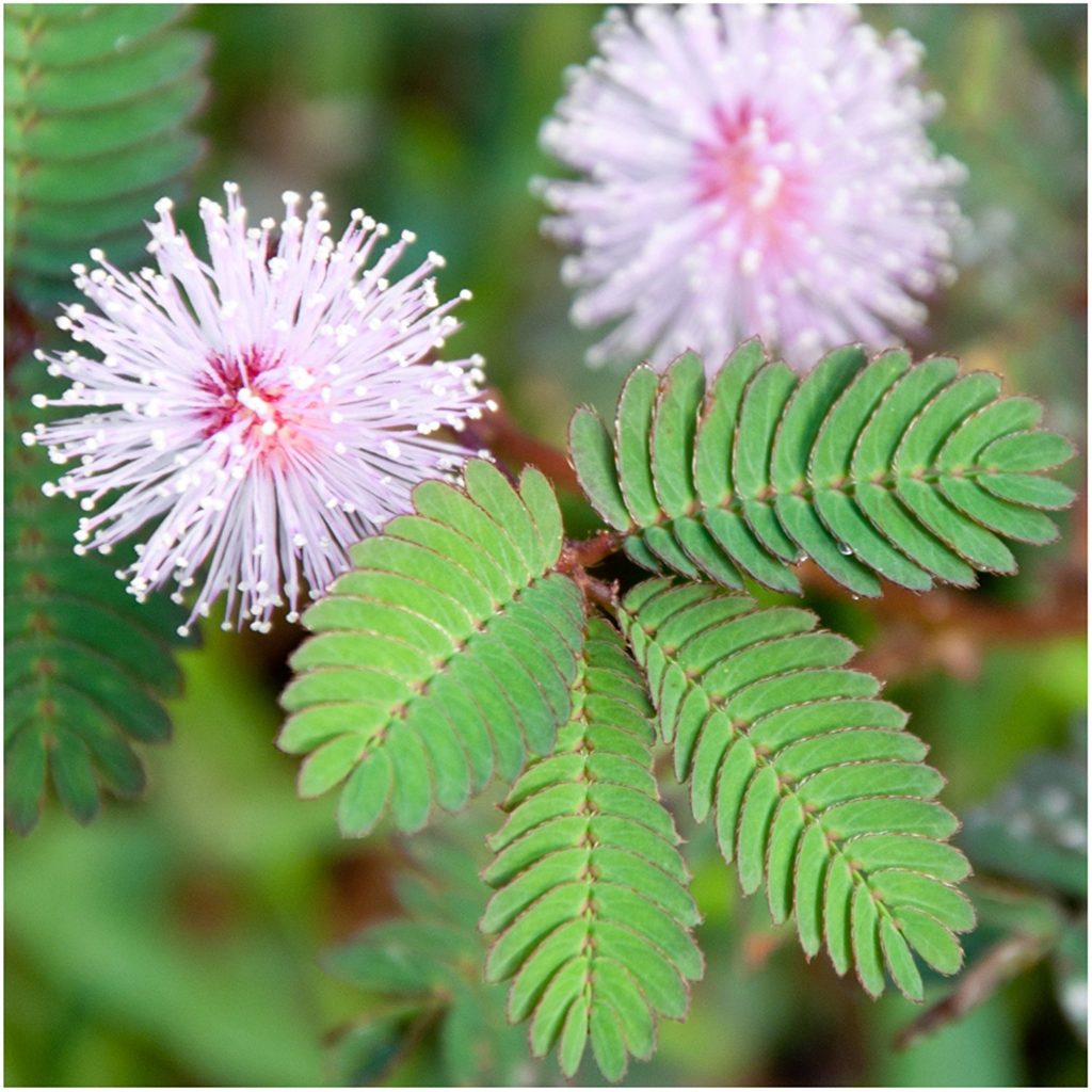 How To Grow Mimosa Pudica Indoors | Touch Sensitive Plants | TheSuperBOO!