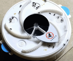 Housefly Trap | Electronic Fly Trap - TheSuperBOO!
