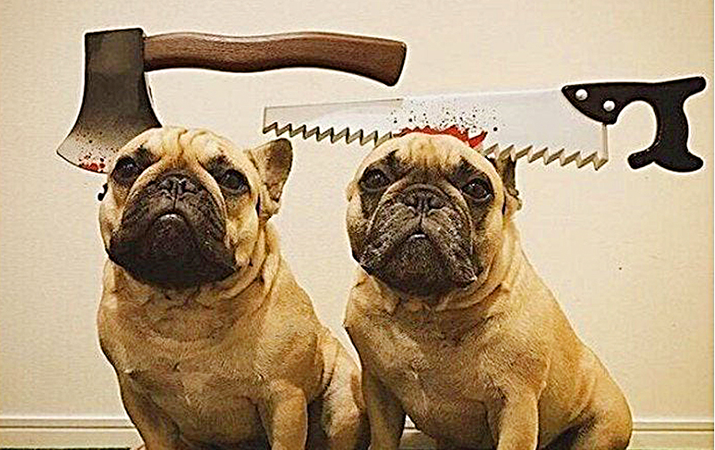 Realistic Halloween Headbands For Pets | Saw, Axe, Knife Headband