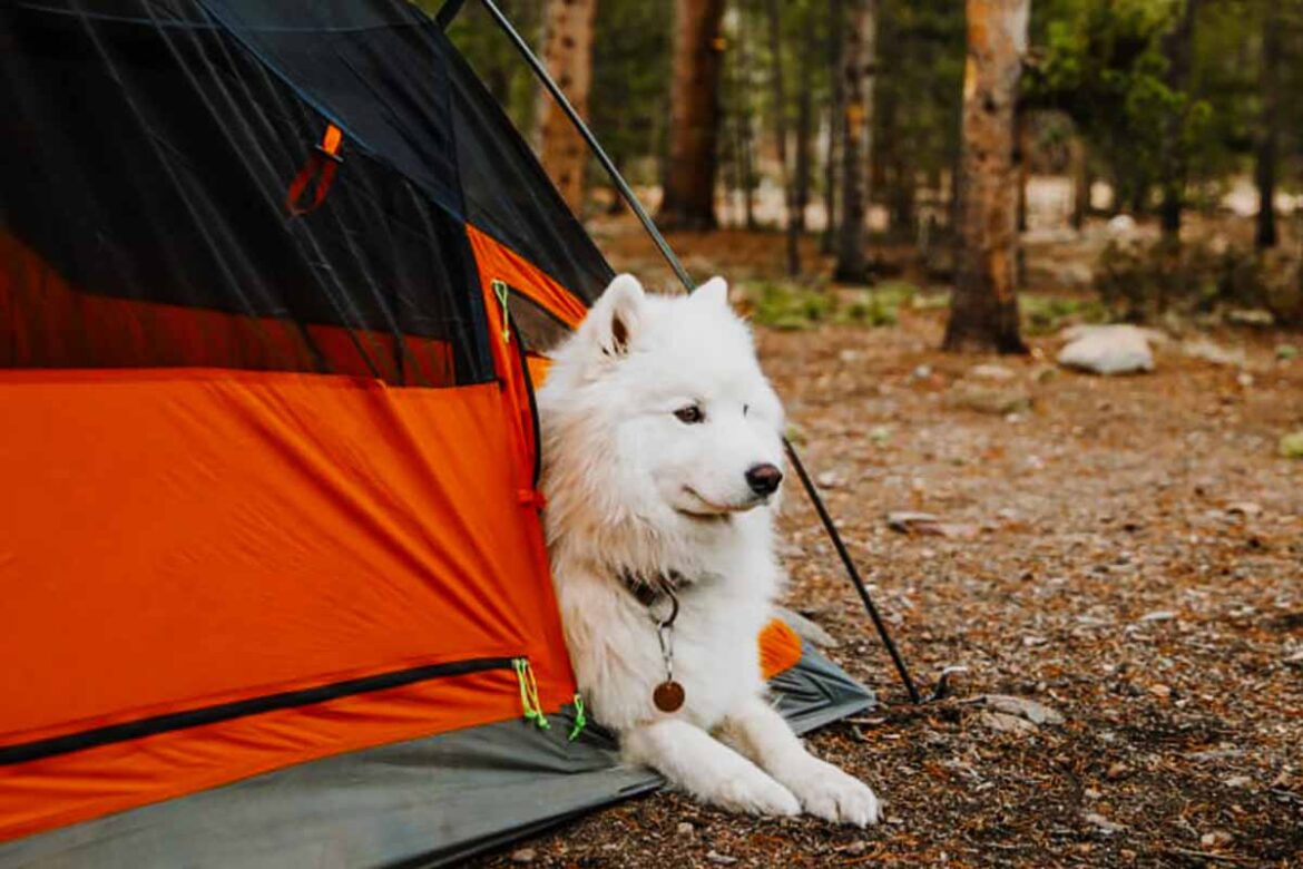 There is a Room For Dogs in This Kings Peak Tent
