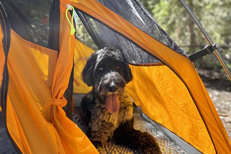 dog friendly camping tent