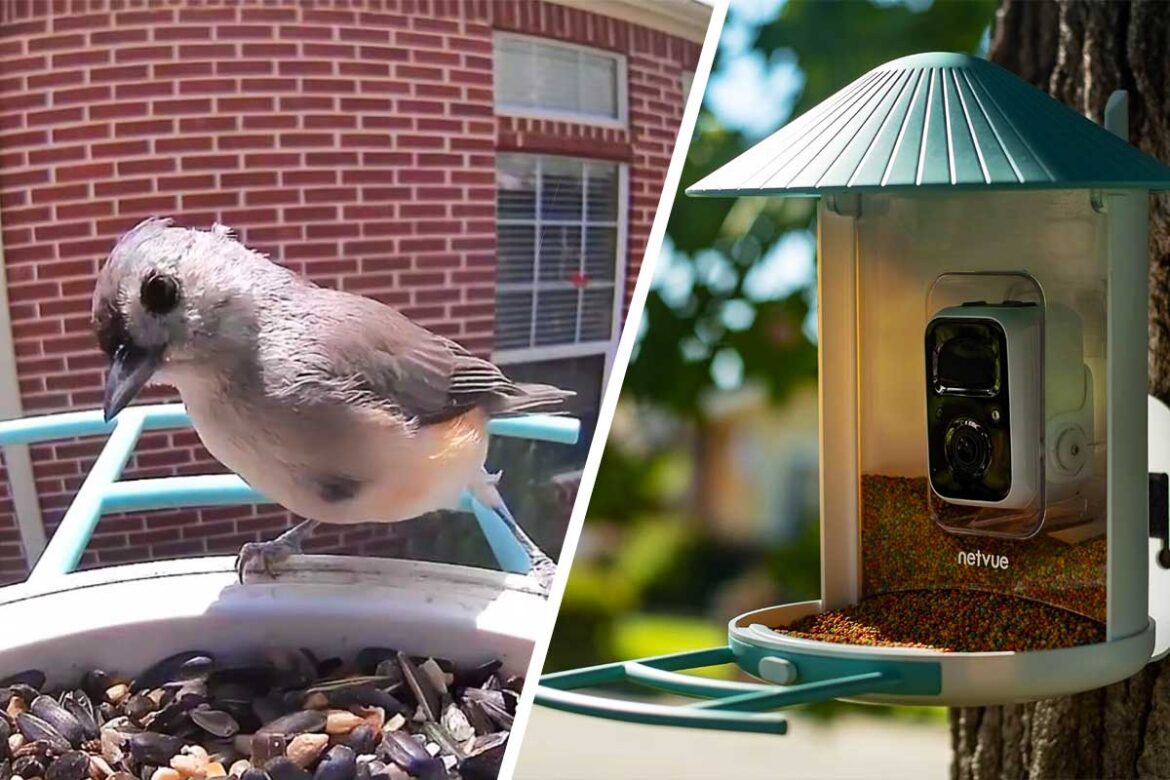 Birdfy: AI-powered bird feeding station with a live cam for smart birdwatchers